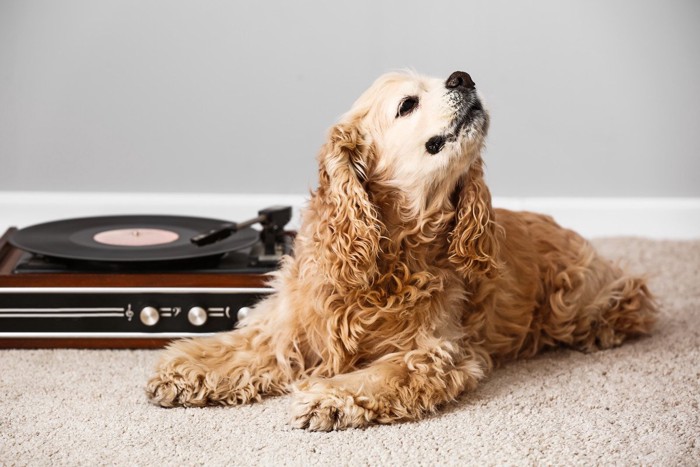 レコード音楽で笑顔の犬