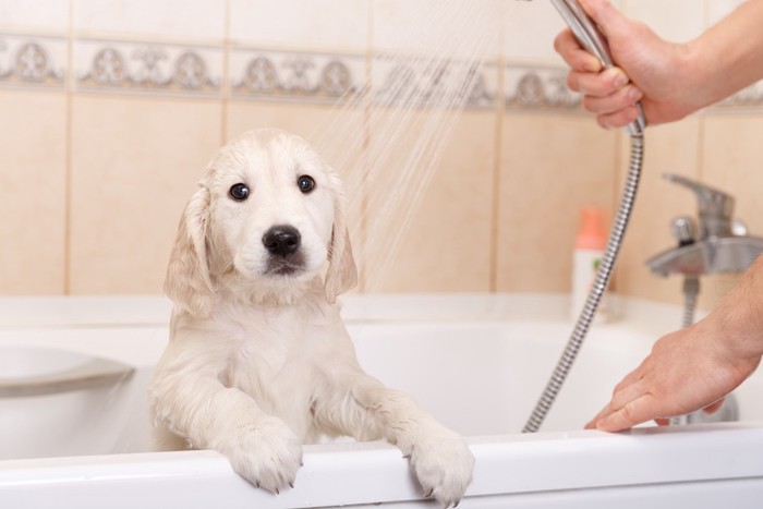 浴槽でシャワーをあびる犬