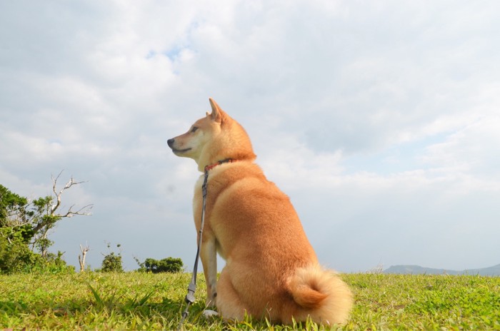 空と犬の写真
