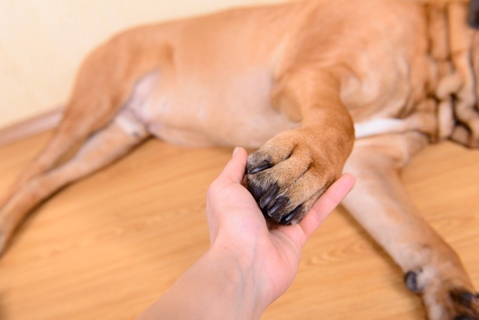 茶色い犬の手を握る