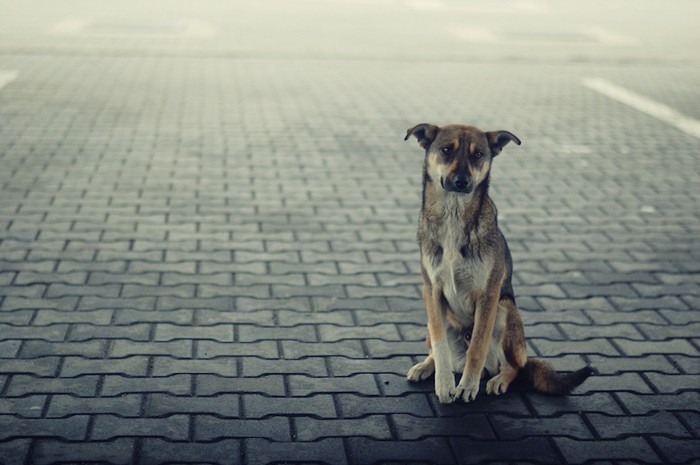 道路に一人ぼっちで座る犬