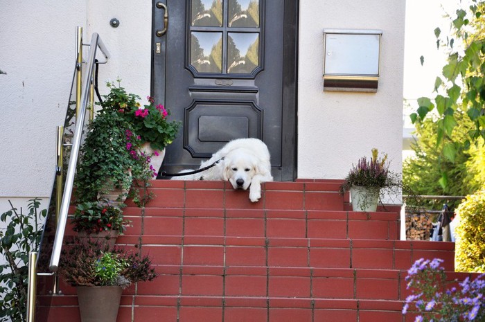 玄関の前で待つ犬