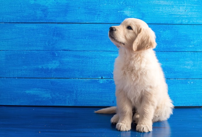 青い壁とゴールデンレトリバーの子犬