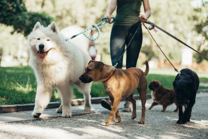 散歩を楽しむ犬たち