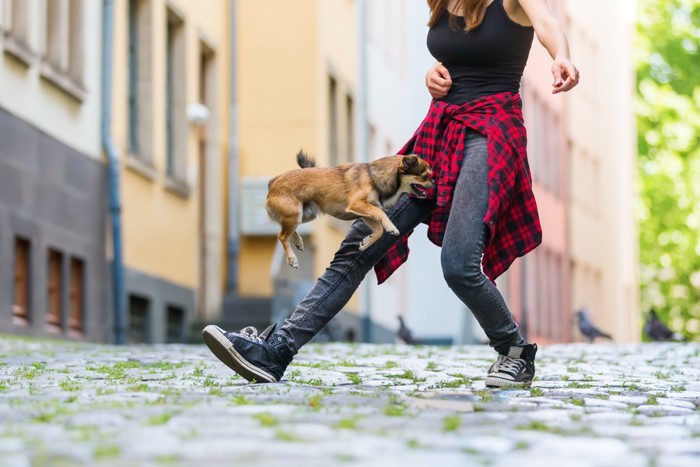 女性の足を飛び越える小型犬