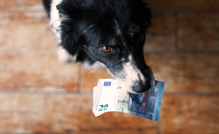 お金をくわえる犬