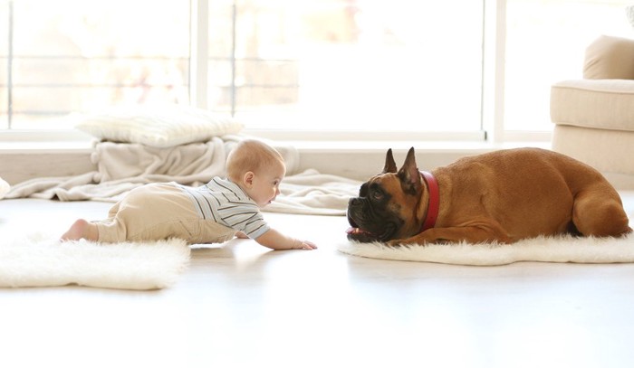 ハイハイする赤ちゃんと犬