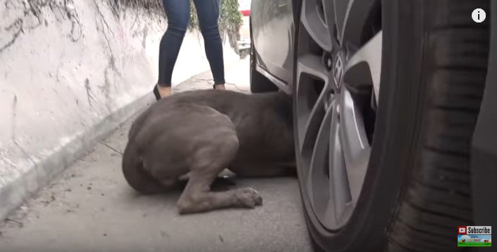 車の下に頭を突っ込む犬