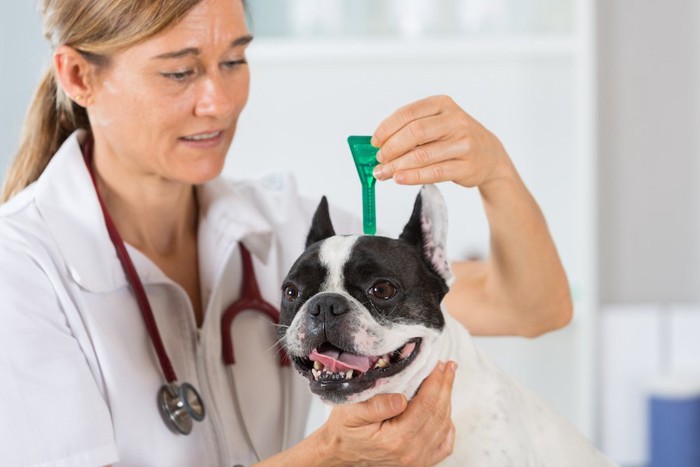 病院で予防薬をつける犬
