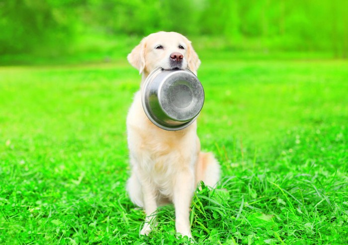 芝生の上で食器を咥えて座る犬