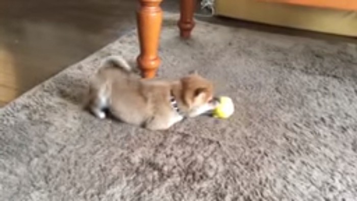 プーのおもちゃで遊ぶ柴犬
