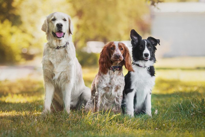 3匹の異なる犬種の犬