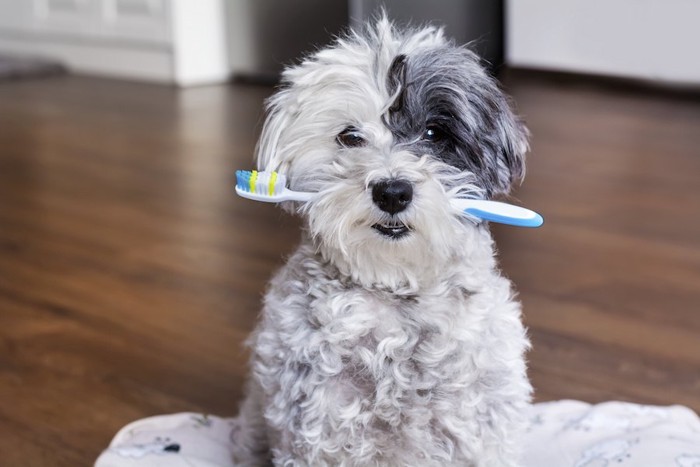 歯ブラシをくわえて座る犬