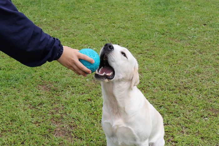 飼い主にボールを渡す白い犬