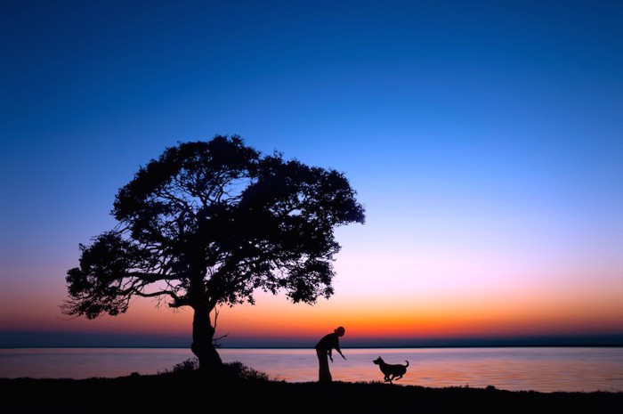 夕方に湖畔を散歩する女性と駆け寄る犬
