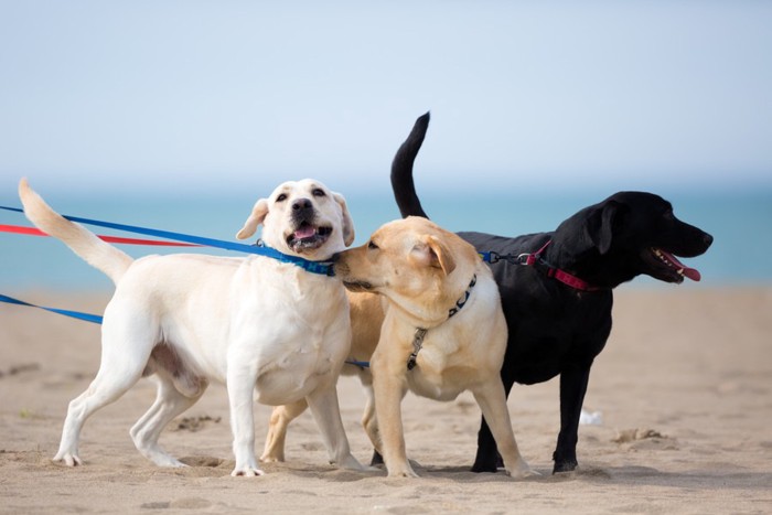 海辺を散歩する3匹の犬