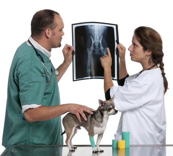 犬のレントゲン写真を見る獣医師