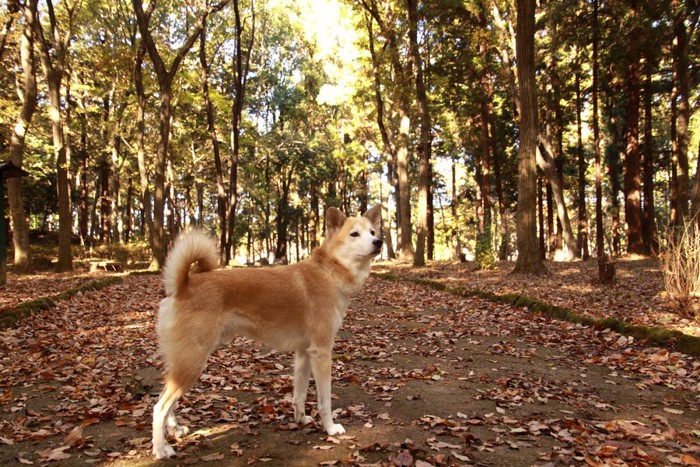森の中の秋田犬