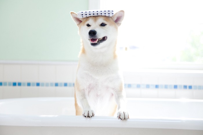 お風呂に入る柴犬