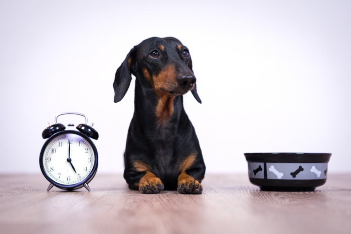時計と食器前の犬