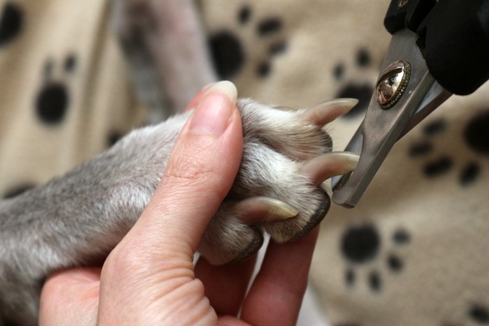 爪切りされる犬の手