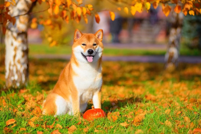 紅葉の中でかぼちゃの前に座る柴犬