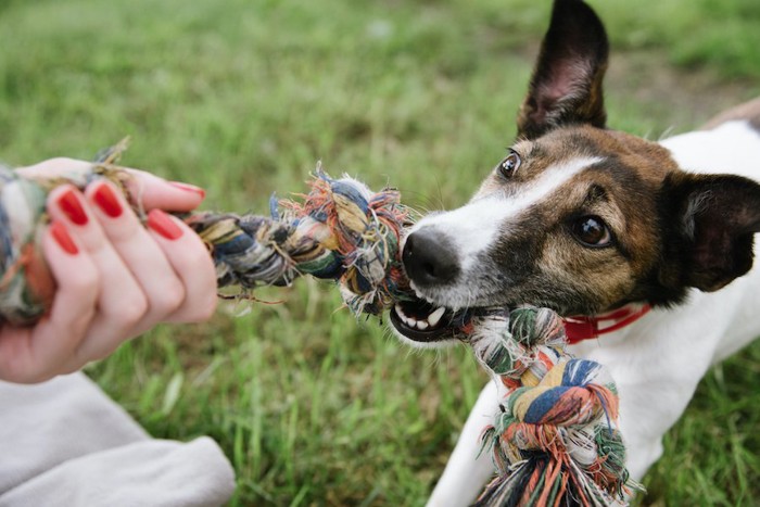 飼い主の持つロープのおもちゃを引っぱる犬