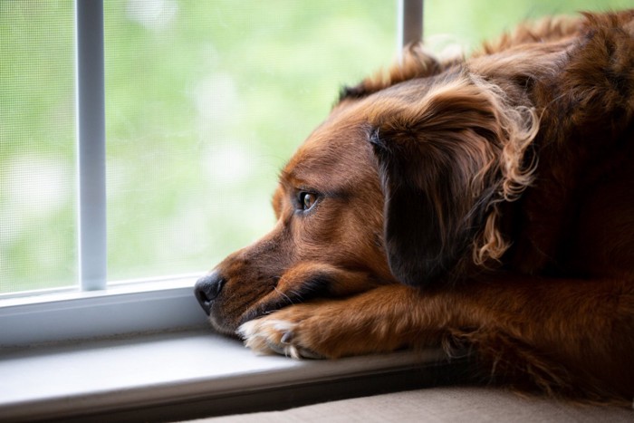 窓から外を眺め悲壮感を漂わせている犬