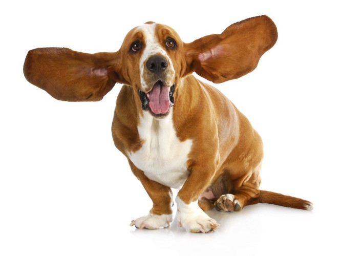 大きい耳の犬