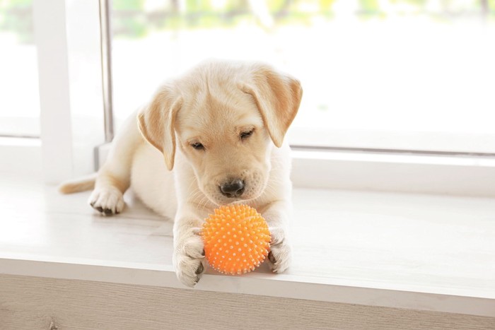 オレンジのボールとラブラドールレトリーバーの子犬