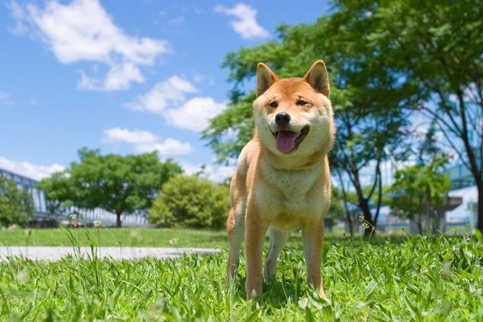 公園内の草の上で立ち尽くしている柴犬
