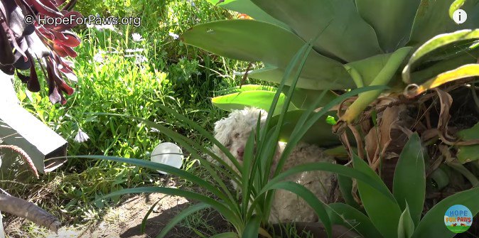茂みに隠れる犬
