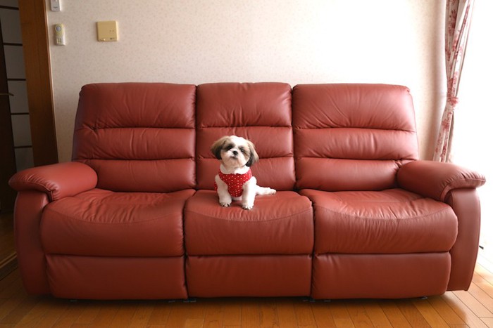 大きなソファーの上にいる小型犬