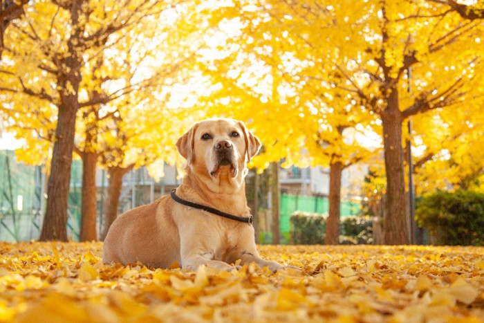 秋の公園で座る犬