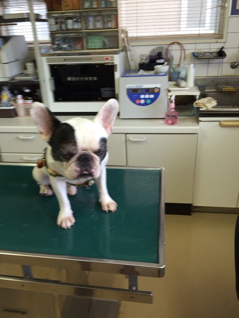 動物病院で診察中の犬の写真