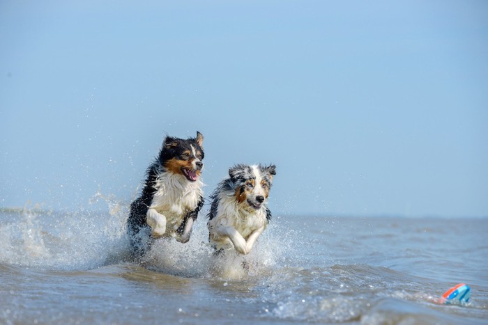 海辺を走る二匹の犬