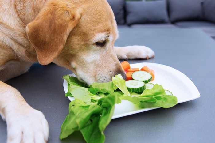 お皿にのった野菜を食べる犬