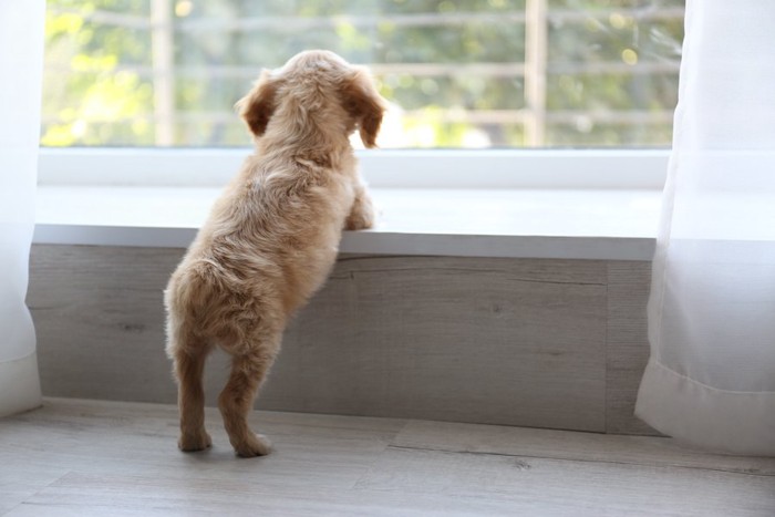 窓の外を見つめて飼い主を待つ子犬の後ろ姿