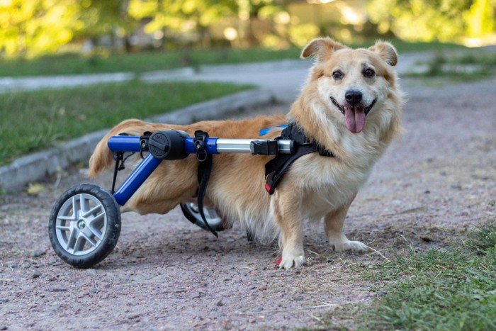 犬用車椅子を装着した犬