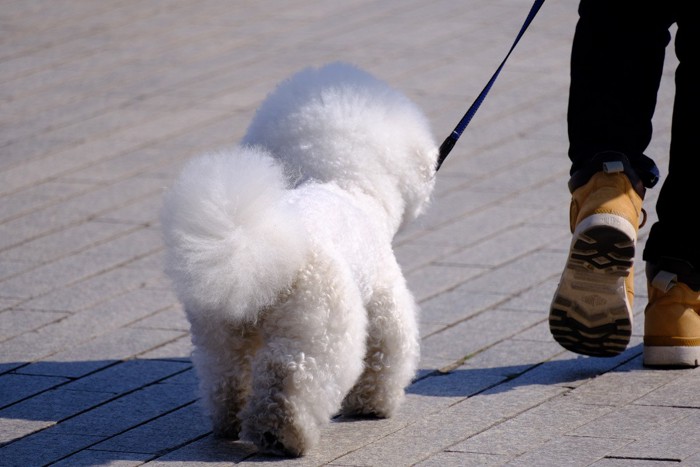 昼下がりに散歩する犬