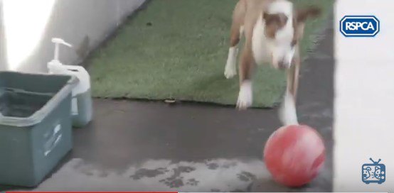 ボールを追う犬