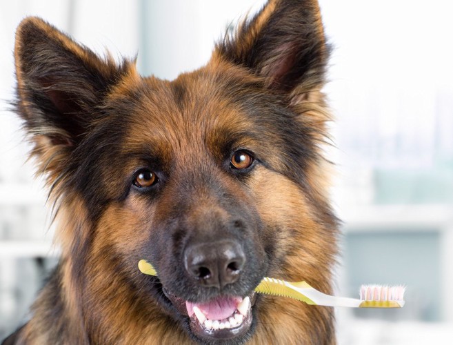歯ブラシをくわえる犬