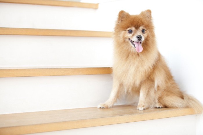 階段に座っている犬