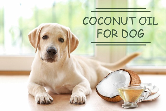 犬のためのココナッツオイル