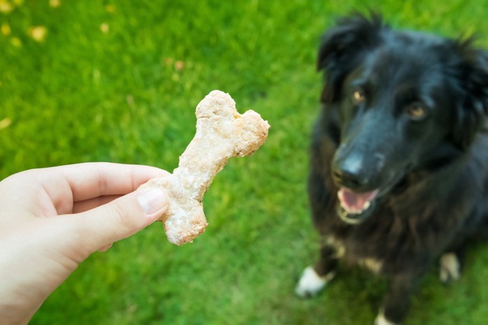 クッキーを待つ犬