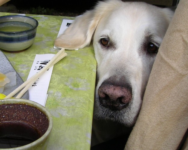#食べ物を見ている犬#