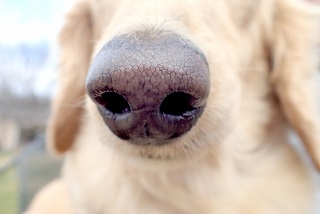 #犬の鼻のアップ写真#