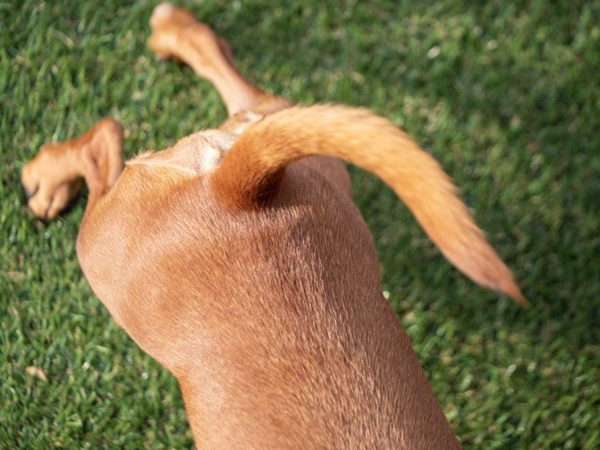 茶色い犬の後ろ足