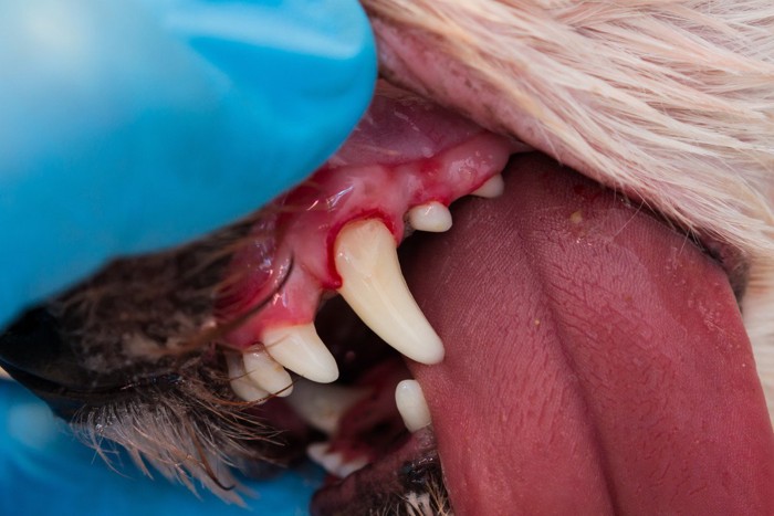 舌と歯茎に出血のある犬の口の中