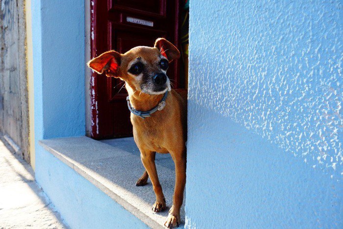 青い壁の家から外を見る小型犬